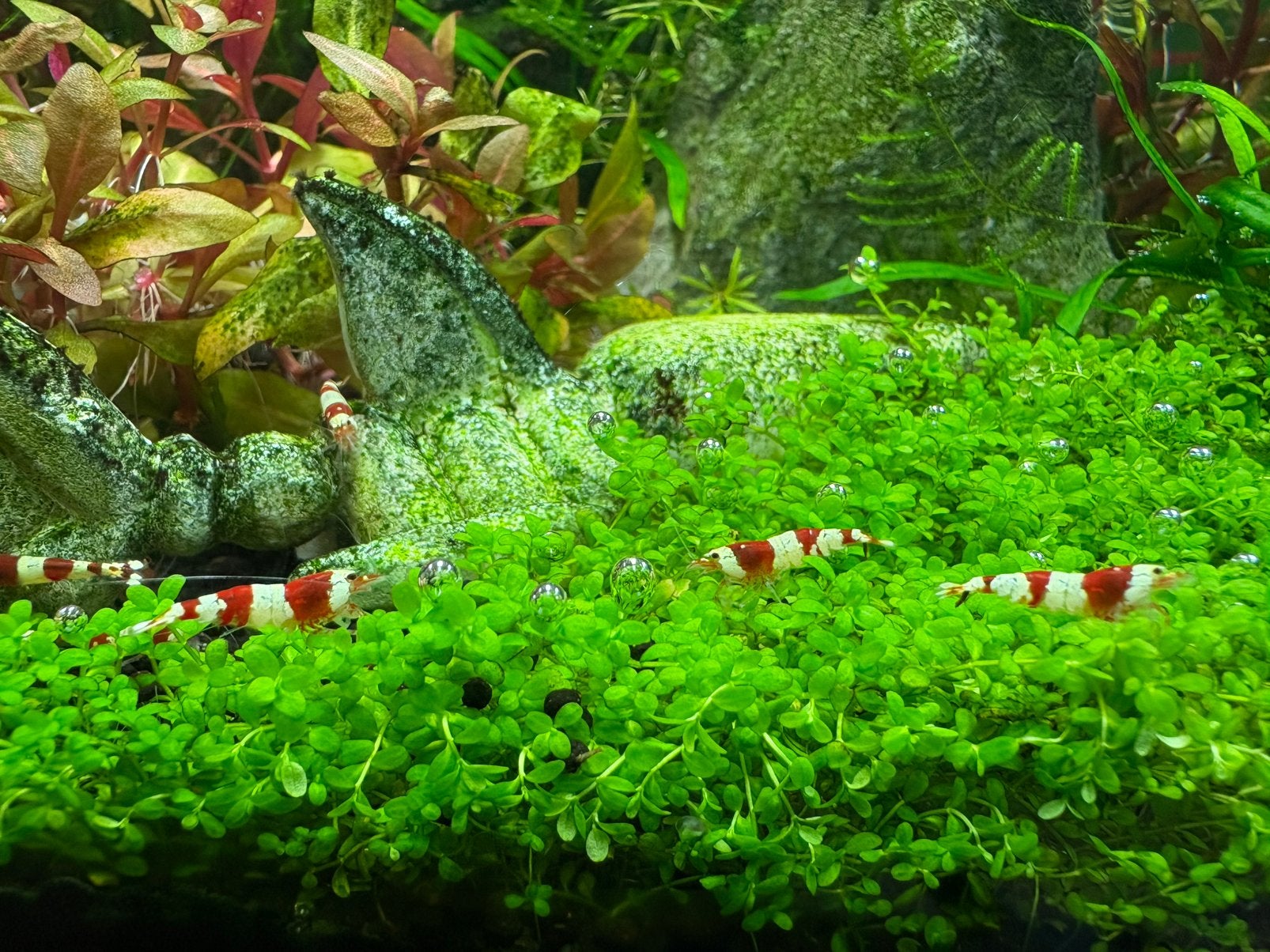 Crystal Red Garnalen (kraanwater), Kreeft, Krab of Garnaal