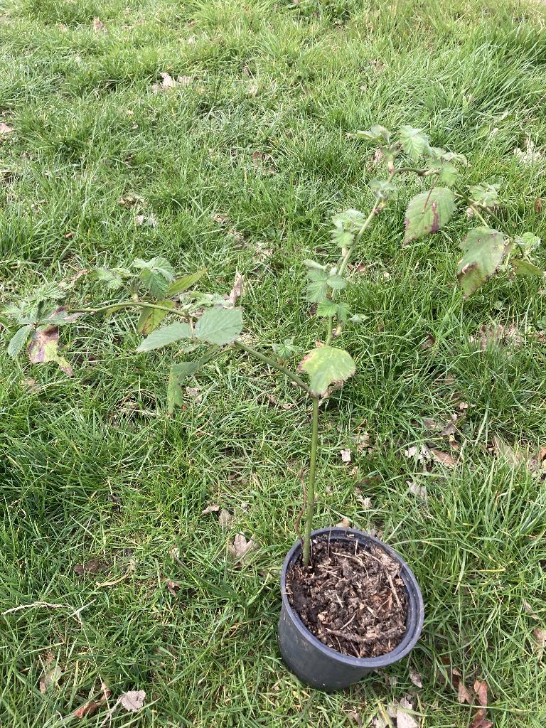 Biologische tamme braam, Ophalen, Vaste plant, Fruitplanten, Volle zon