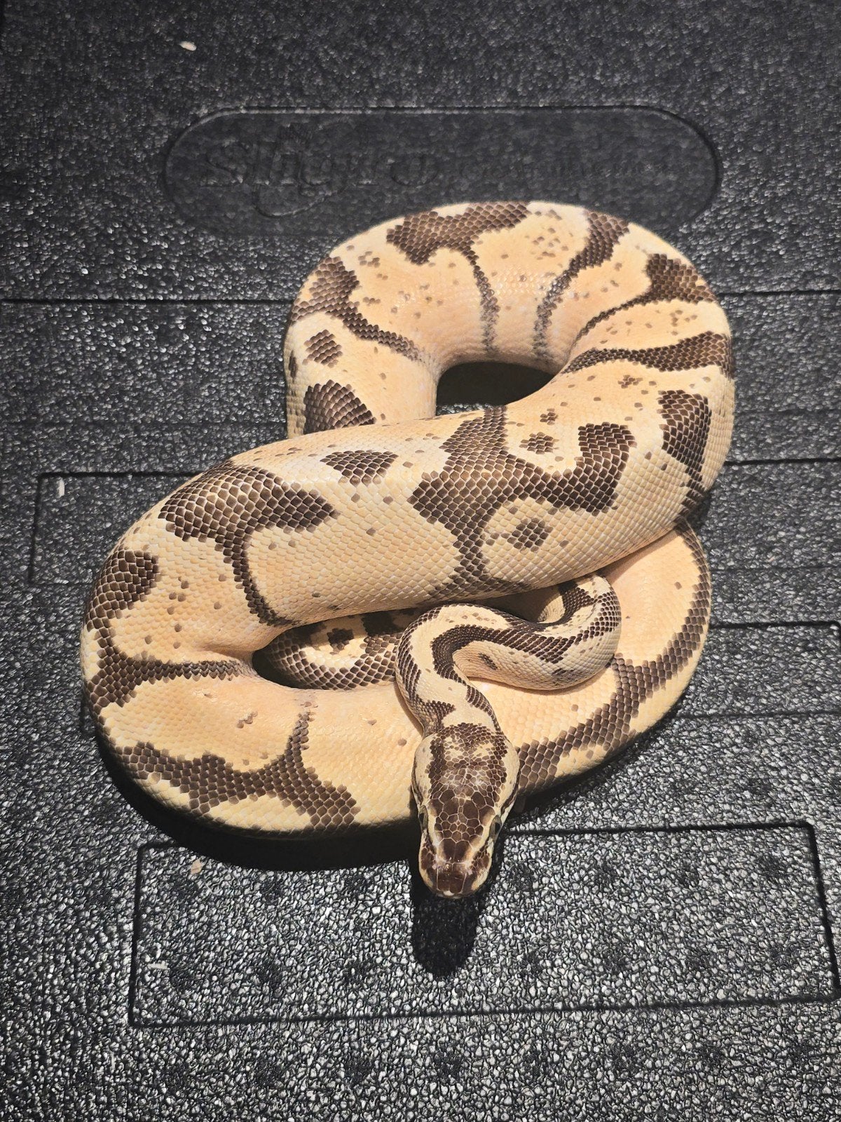 0.1 enchi pastel fire/vanilla ball python, Slang, 0 tot 2 jaar