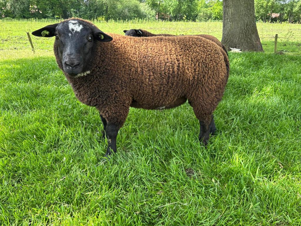 Ramlammeren te koop, Dieren en Toebehoren, Mannelijk, Schaap, 0 tot 2 jaar