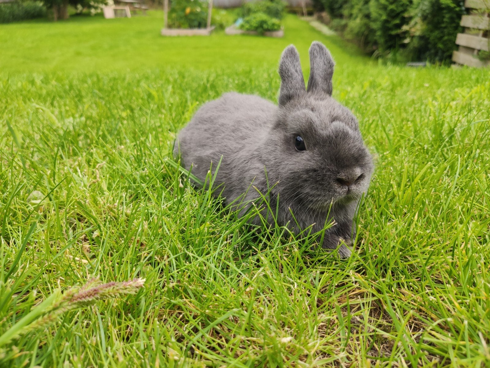 jonge kleurdwergen, Dieren en Toebehoren, Konijnen, Meerdere dieren, Dwerg, 0 tot 2 jaar