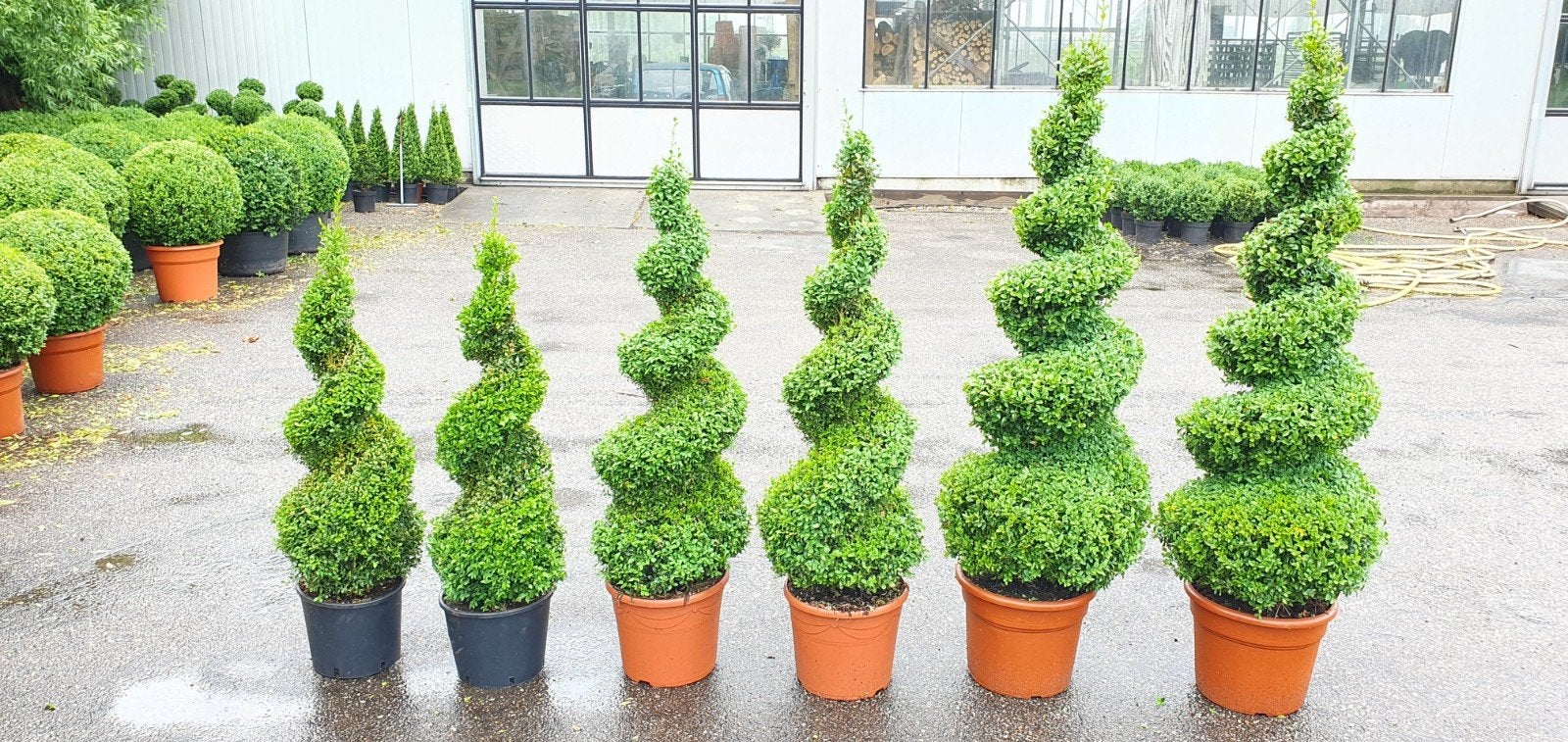 Mooie buxus spiralen te koop vanaf 30€, Ophalen, Bloeit niet, Overige soorten, Volle zon