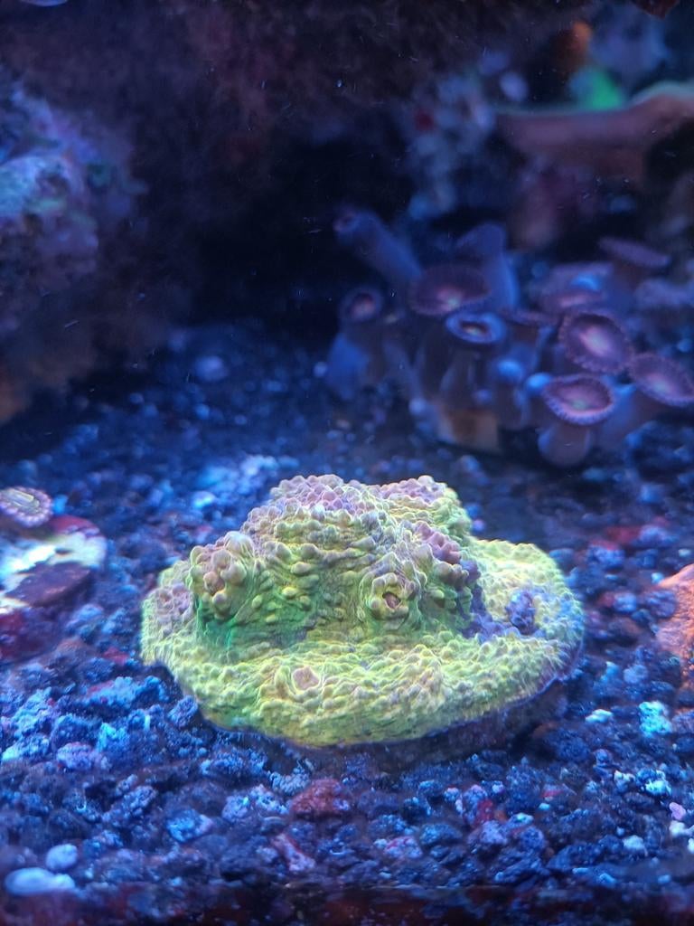 Chalice "Gold" Koraal Zeewater, Dieren en Toebehoren, Vissen | Aquariumvissen, Overige typen