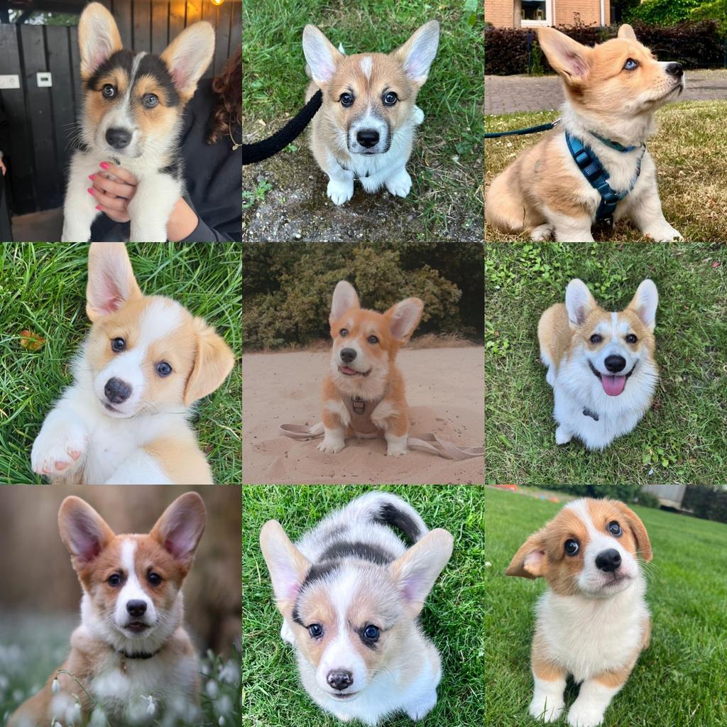 Corgi pups, Dieren en Toebehoren, Overige rassen, 8 tot 15 weken, Parvo, Meerdere