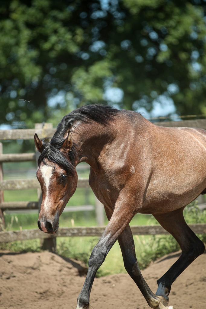 Grote maat arabisch volbloed schimmel hengst, Dieren en Toebehoren, Paarden, Hengst, Minder dan 160 cm, 0 tot 2 jaar