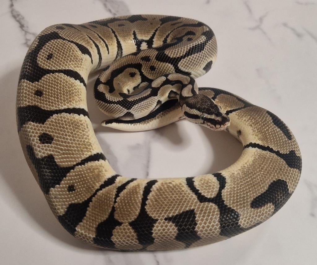 Diverse Ball Pythons, Dieren en Toebehoren, Slang
