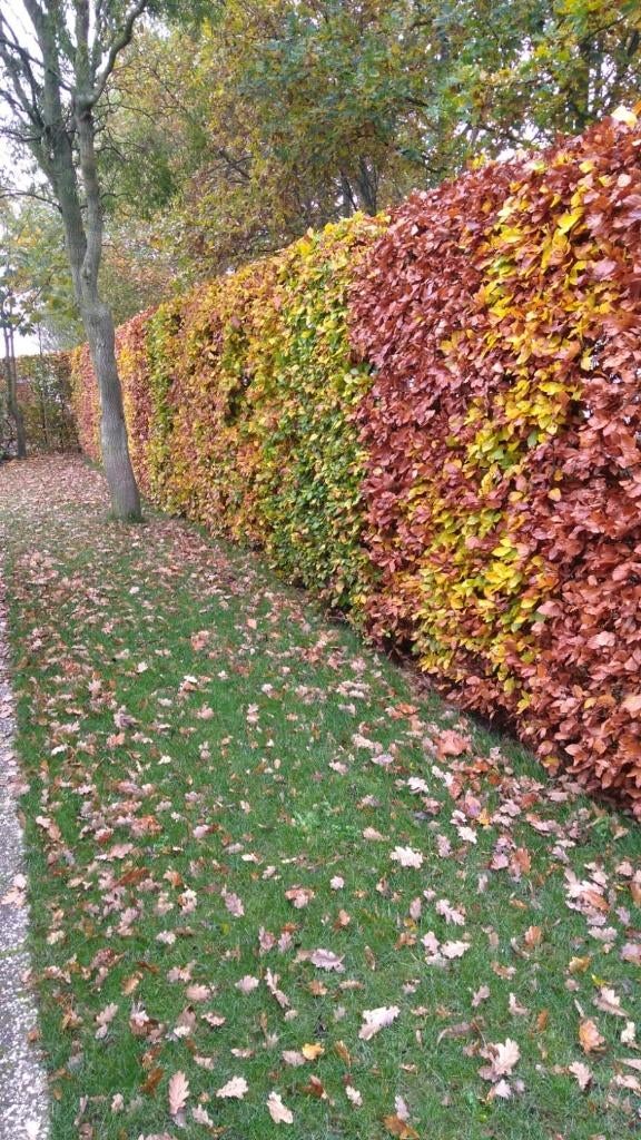 HAAG BLADHOUDENDE Beuk Fagus sylvatica Gewone beuk HAAG BOOM, Ophalen of Verzenden, Lente, Vaste plant, Halfschaduw