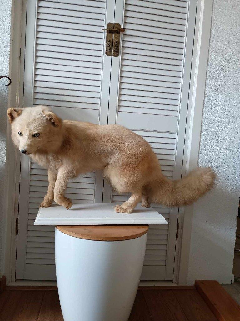 Taxidermie vos lichte kleur poolvos ?  Bodemprijs € 150,-, Verzamelen, Ophalen, Gebruikt, Wild dier, Opgezet dier