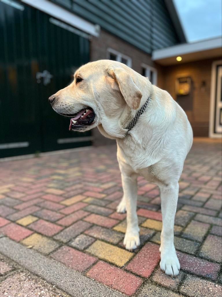 Dekreu labrador, Reu, Parvo, Meerdere, 3 tot 5 jaar