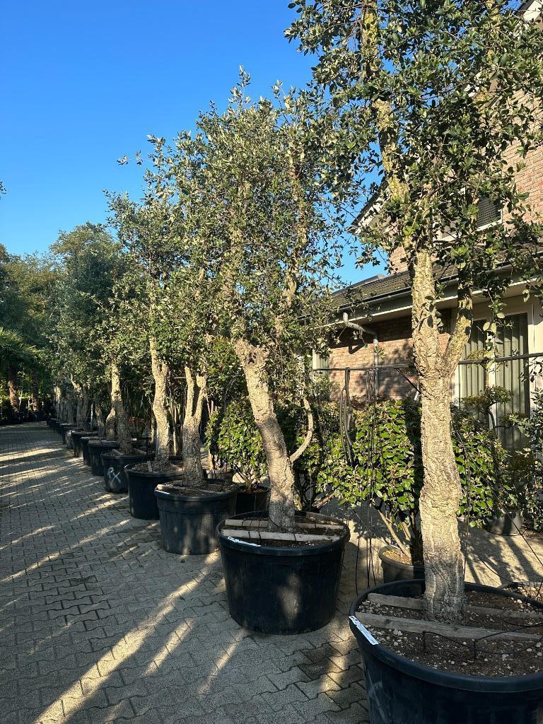 Kurkeik ( Quercus suber ) met 40/50 cm stamomtrek te koop!!, 250 tot 400 cm, Zomer, Volle zon, In pot