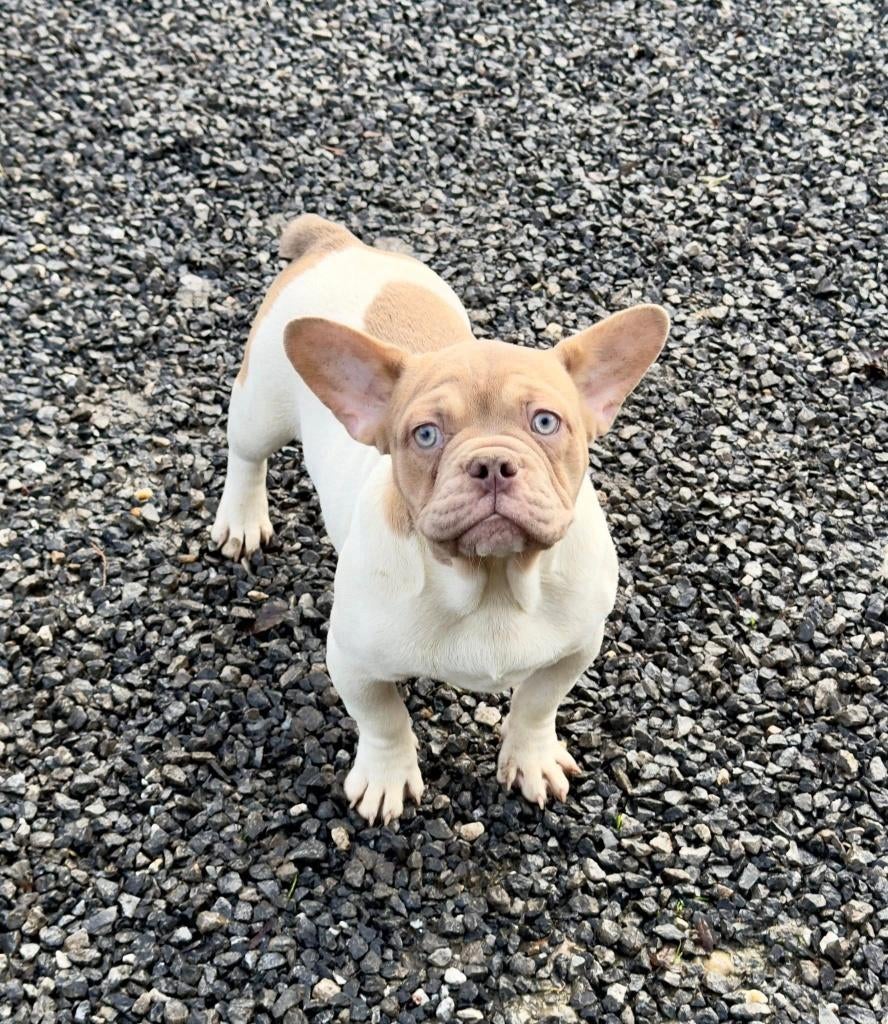 Franse bulldog pups, Dieren en Toebehoren, Honden | Bulldogs, Pinschers en Molossers, Meerdere dieren, Bulldog, Fokker | Professioneel