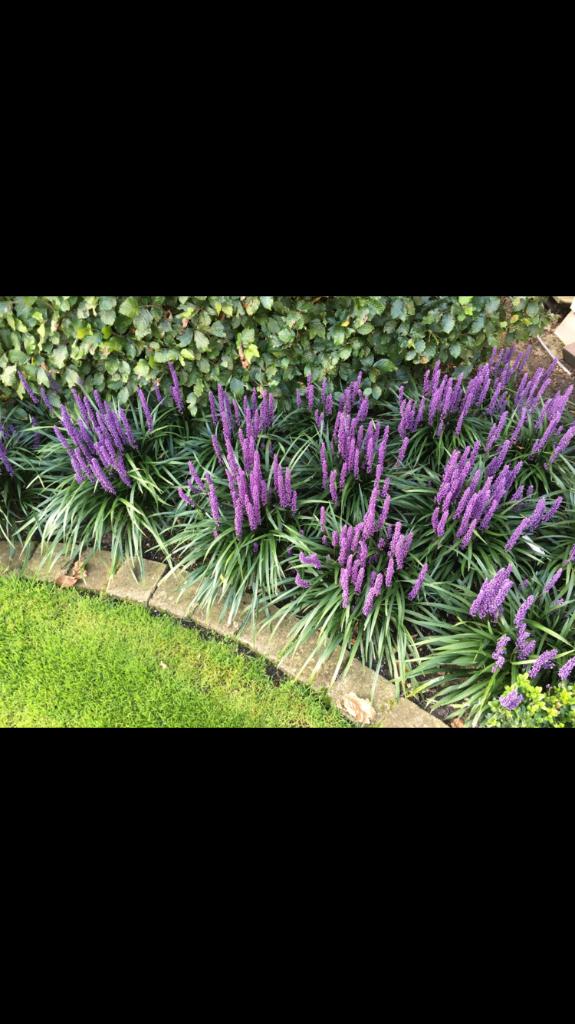 Foto 4 van Liriope/Lelie gras, groen blijvend rijke bloei NU 2,25 OP=OP