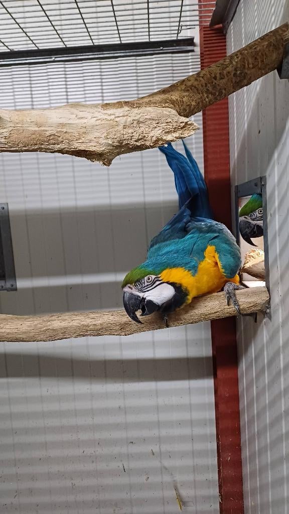 Te koop kweekkoppel blauwgele ara, Dieren en Toebehoren, Vogels | Parkieten en Papegaaien, Meerdere dieren, Papegaai