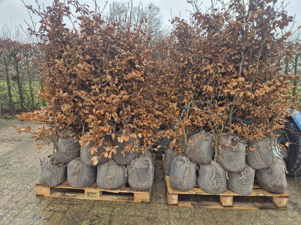 Pallets groene beukenhagen Fagus sylvatica, Ophalen of Verzenden, Bloeit niet, Volle zon