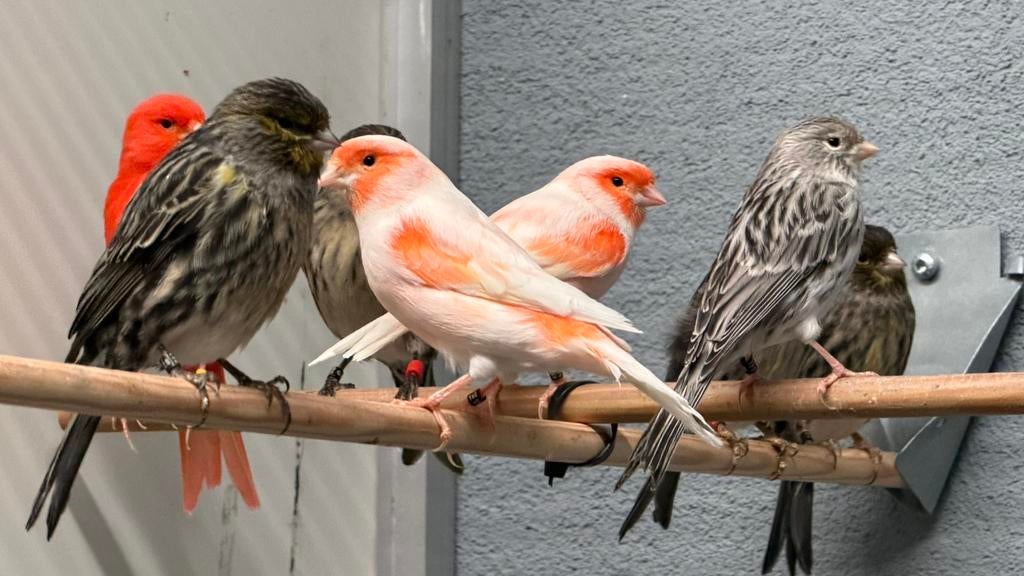 Kanaries kleuren, Dieren en Toebehoren, Meerdere dieren, Kleurkanarie
