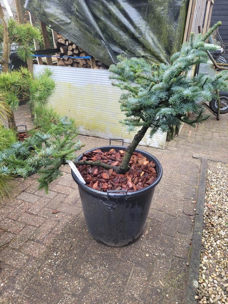 Abies Obrighoven Vormsnoei - Sierlijke Spar in Pot, Tuin en Terras, Planten | Bomen, Bloeit niet, Halfschaduw, Overige soorten