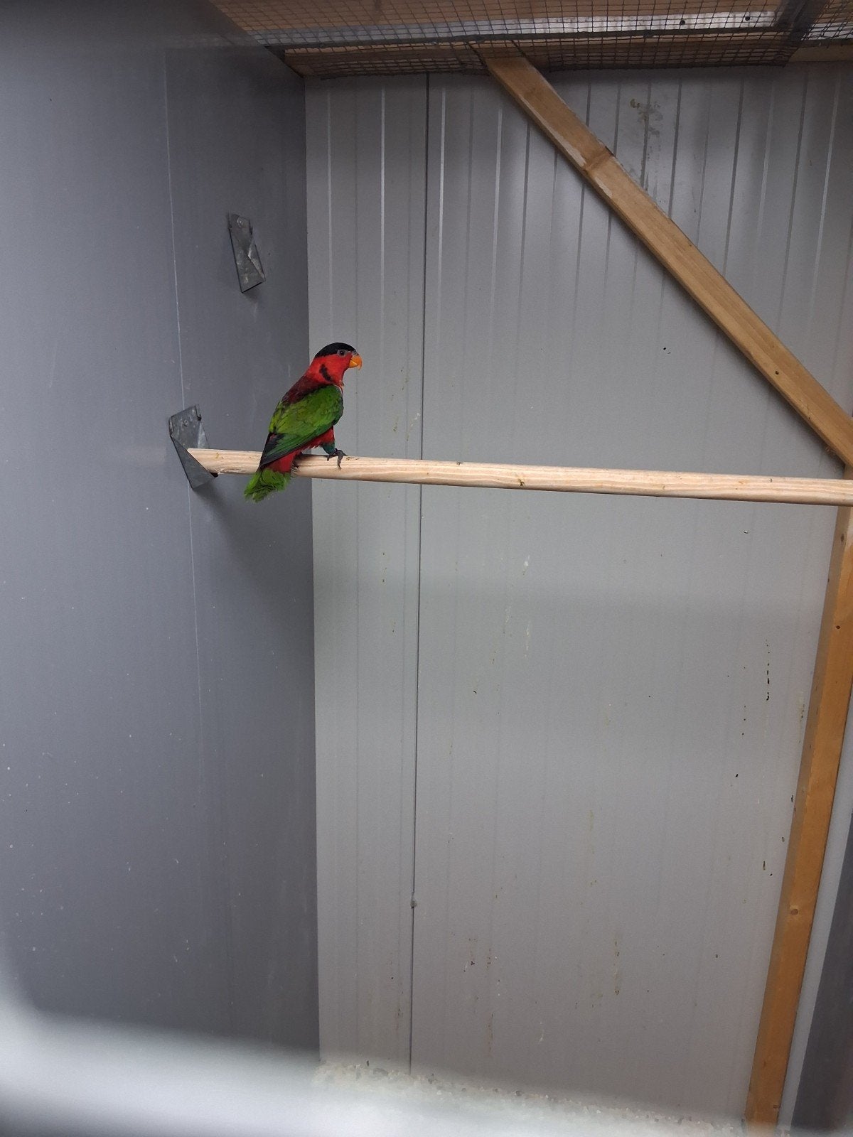 kweekkoppel groenstaart lori, Dieren en Toebehoren, Meerdere dieren, Papegaai