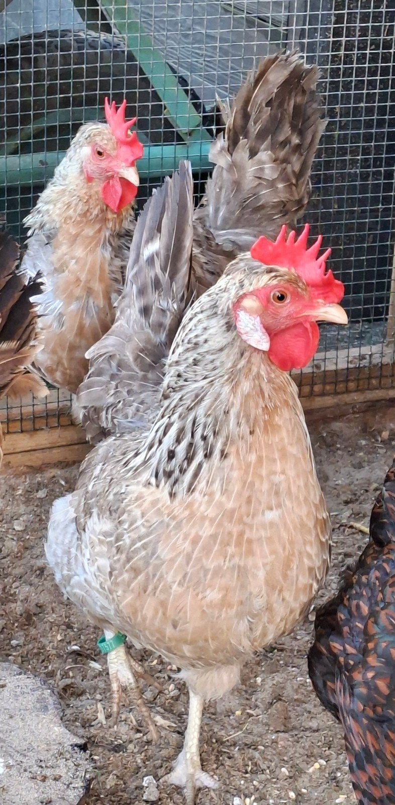 Cream Legbar hennetjes,  aan de leg, groene eitjes, Dieren en Toebehoren, Vrouwelijk, Kip