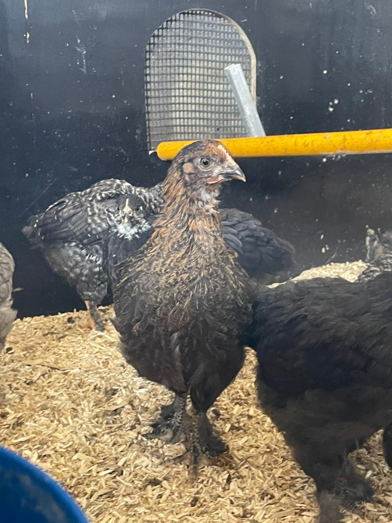 2 hen kuikens, Dieren en Toebehoren, Pluimvee, Vrouwelijk, Kip