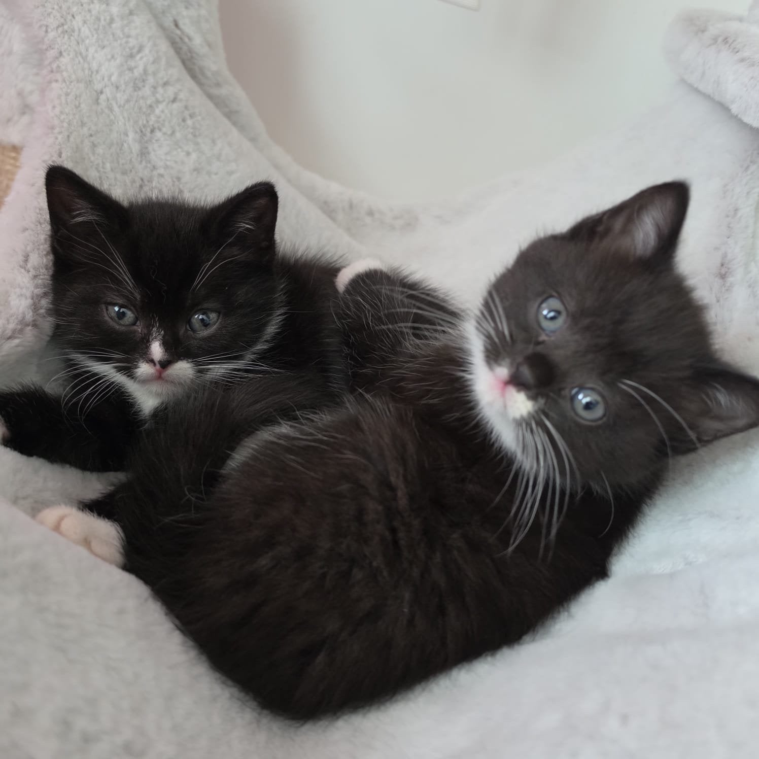 Britse Korthaar , Tabby Chocolade,bicolor LAATSE 1 Kittens, Meerdere dieren, Ontwormd
