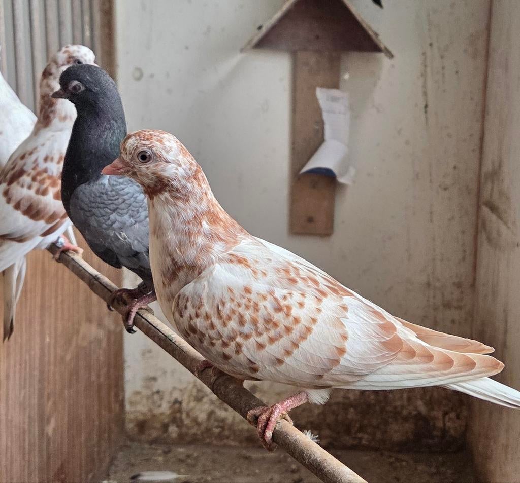 Portugese tuimelaars, Dieren en Toebehoren, Meerdere dieren, Overige soorten