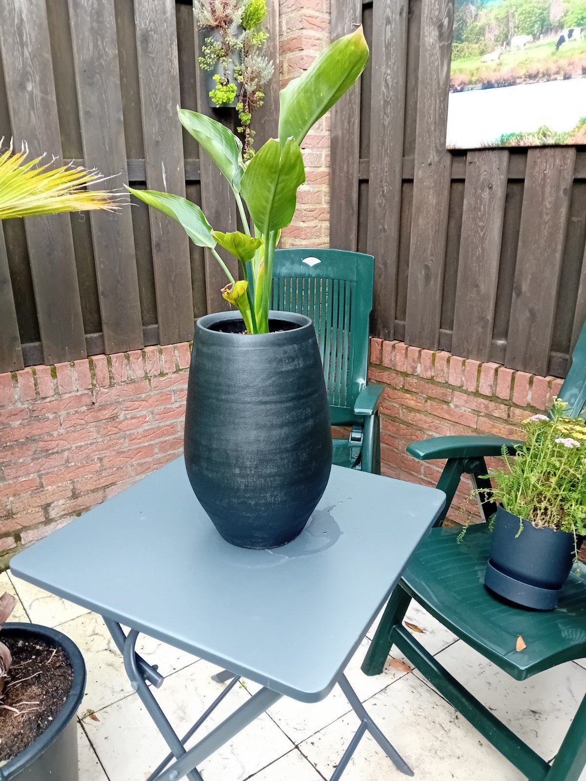 Een mooie Strelitzia Reginac in een mooie vaas, Ophalen