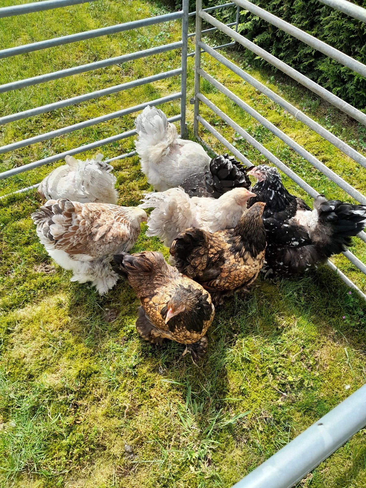 Brahma hennen, Dieren en Toebehoren, Pluimvee, Kip, Vrouwelijk