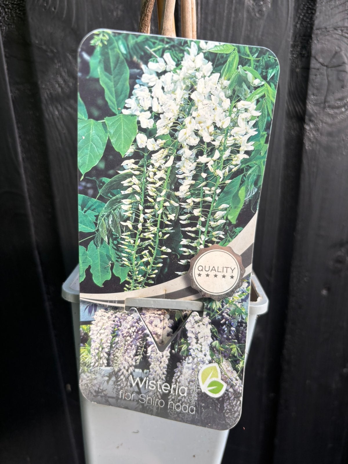 Wisteria, Ophalen, Vaste plant, Klimplanten, Halfschaduw
