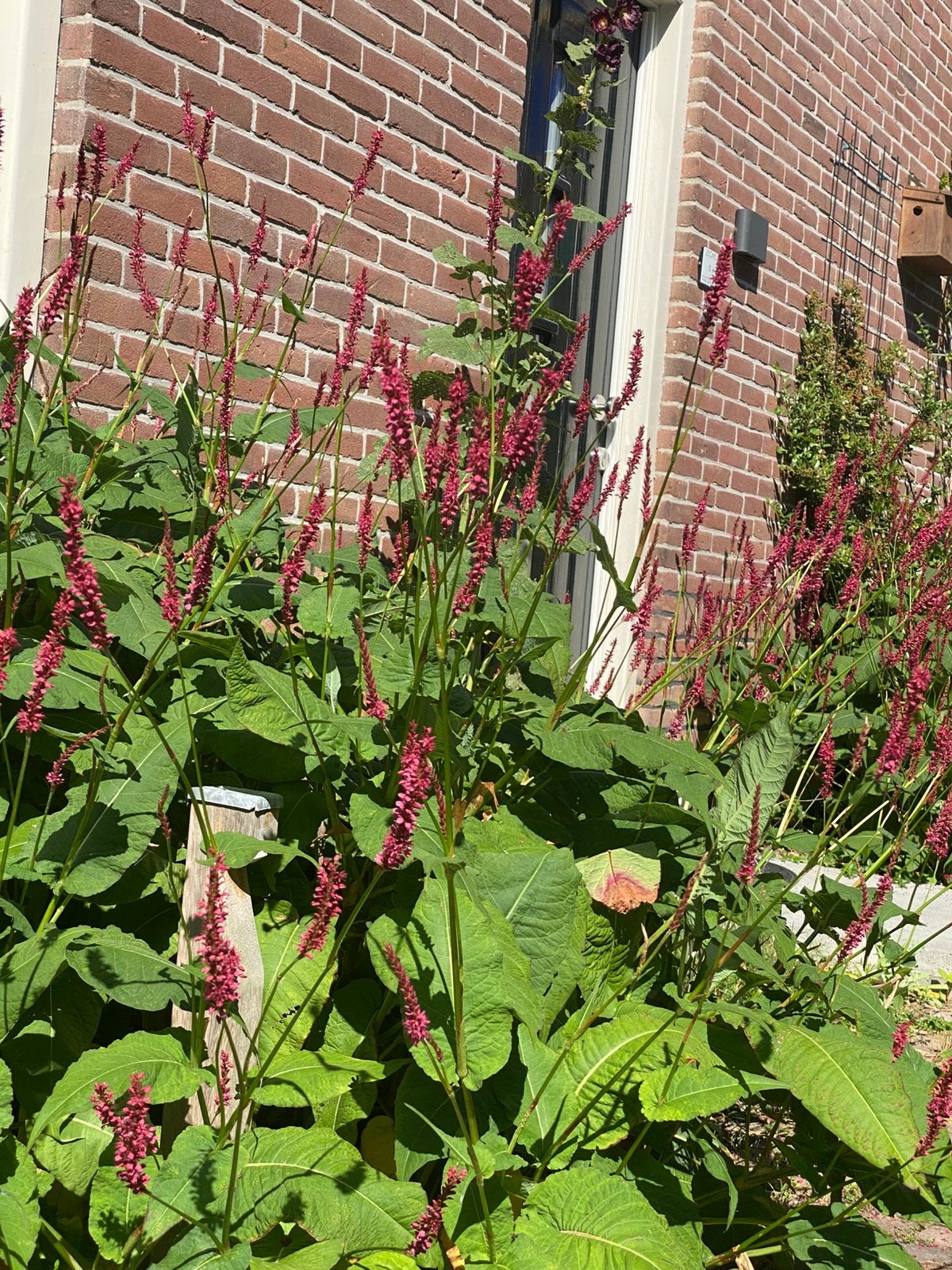 Persicaria, framboos, kaardebol, kardoen, braam, Tuin en Terras, Ophalen, Overige soorten, Volle zon