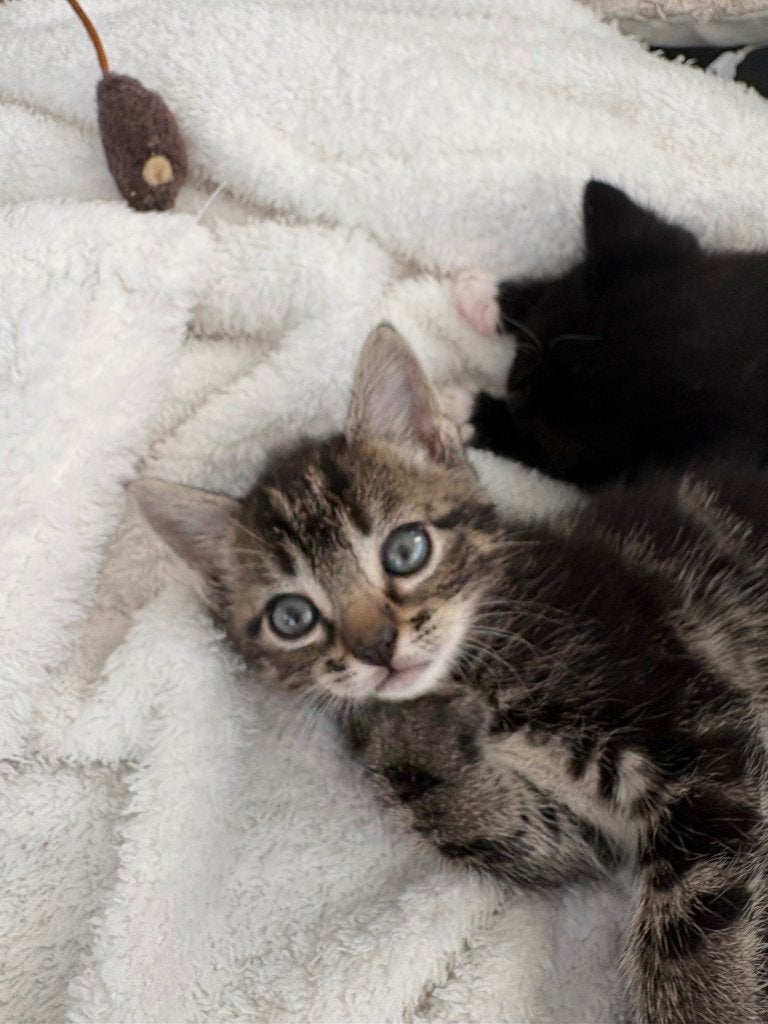 Aanhankelijke kitten, Dieren en Toebehoren, Katten en Kittens | Overige Katten, Poes, Kortharig, 0 tot 2 jaar