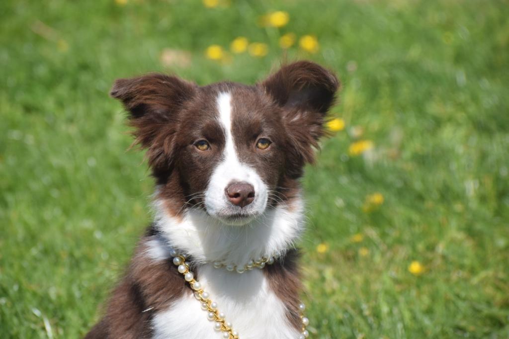 Australische herder junior pups Aussi, Dieren en Toebehoren, Honden | Herdershonden en Veedrijvers, België, 15 weken tot 1 jaar