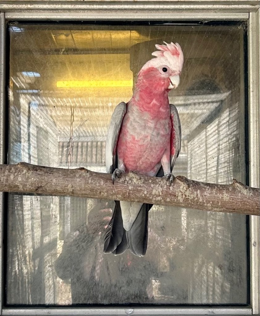 Te koop Rose Kakatoe man, Dieren en Toebehoren, Mannelijk, Papegaai, Geringd