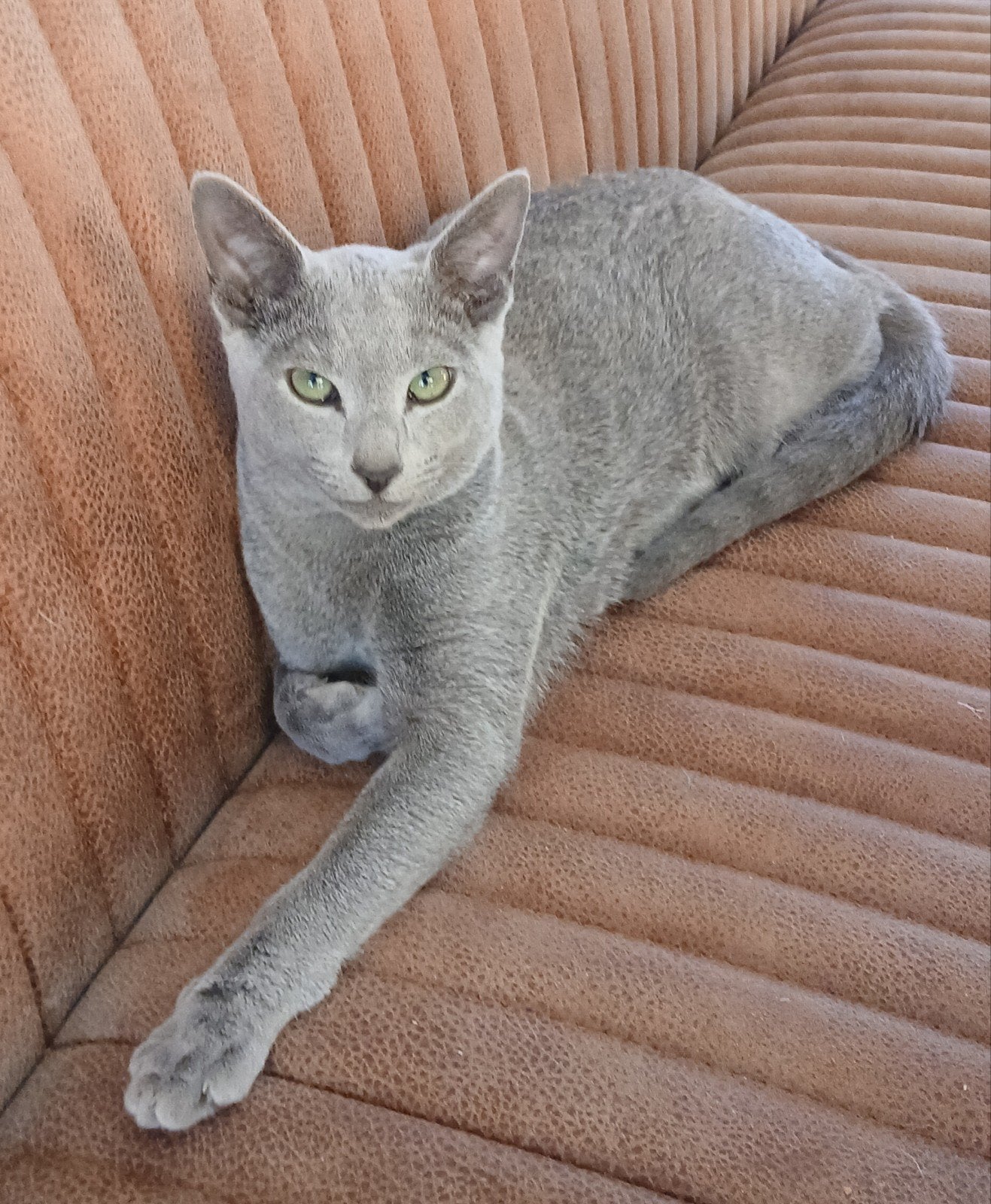 Russisch Blue dekkater geeft buiten dekkingen met stamboom, 0 tot 2 jaar