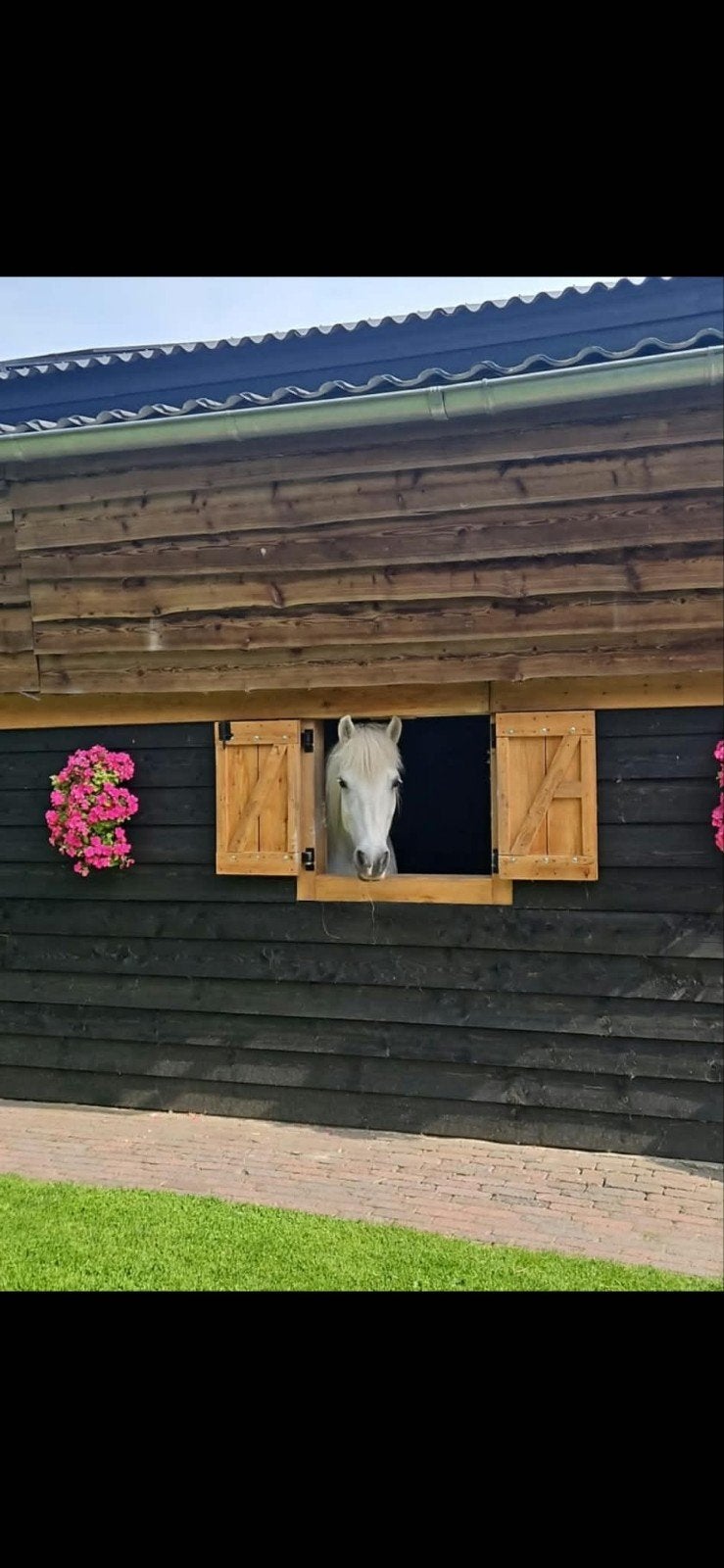 Lieve noord Zweedse pony, Ophalen