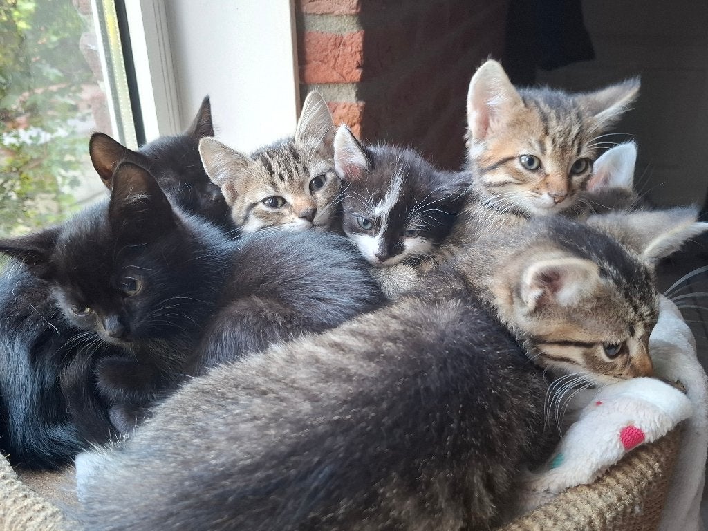 Cyperse en zwart/witte kittens, gechipt en gevaccineerd, Meerdere dieren, Kortharig, 0 tot 2 jaar