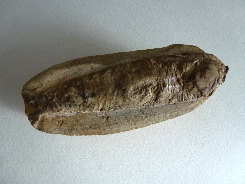 Fossiele Vis Rhacolepis buccalis Brazilië Krijt periode, Ophalen of Verzenden, Fossiel