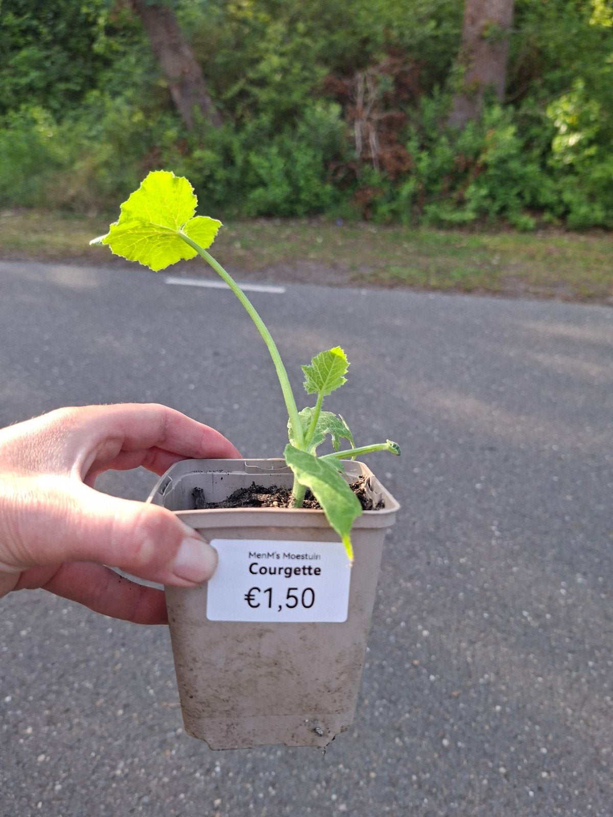 Courgette plantjes te koop - Vreeweg 43, 't Loo Oldebroek, Ophalen, Volle zon, Groenteplanten, Eenjarig