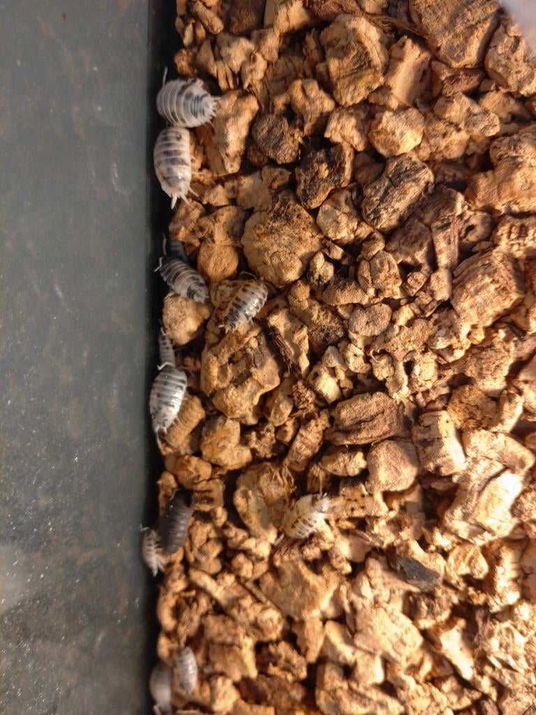 Dairy cow isopods pissebedden, Dieren en Toebehoren, Overige soorten