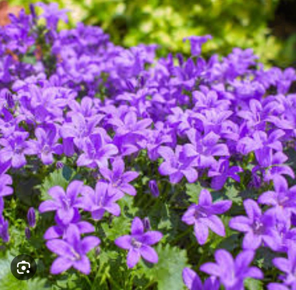 Campenula, Volle zon, Vaste plant, Zomer, Ophalen