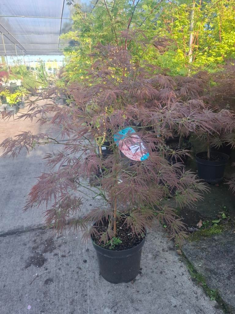 Acer (Japanse Esdoorn), Ophalen, Esdoorn, Struik, Minder dan 100 cm