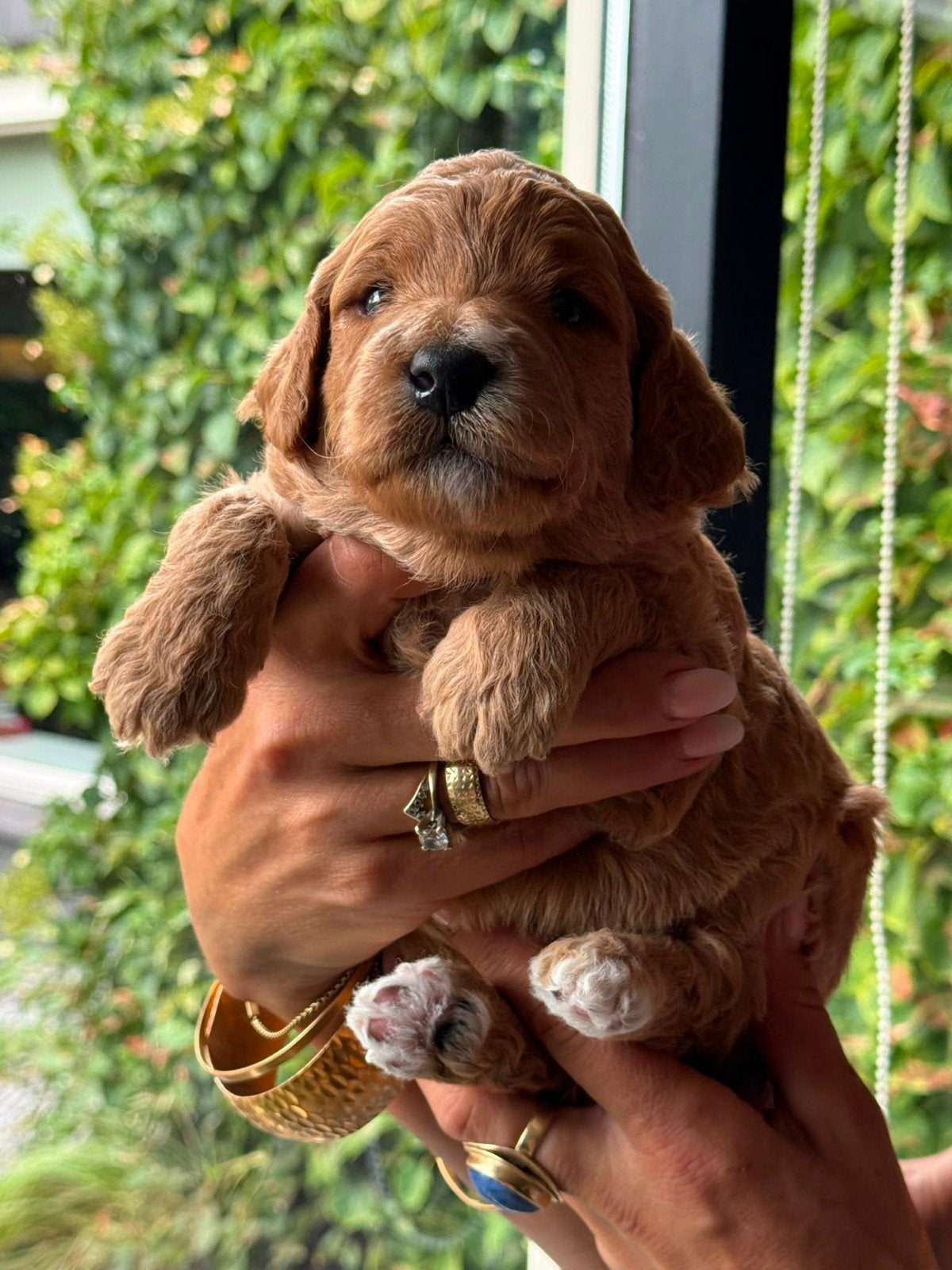 Super sociale Australian Labradoodle pups beschikbaar ️️, Dieren en Toebehoren, Parvo, Sheepdog, 8 tot 15 weken, Meerdere