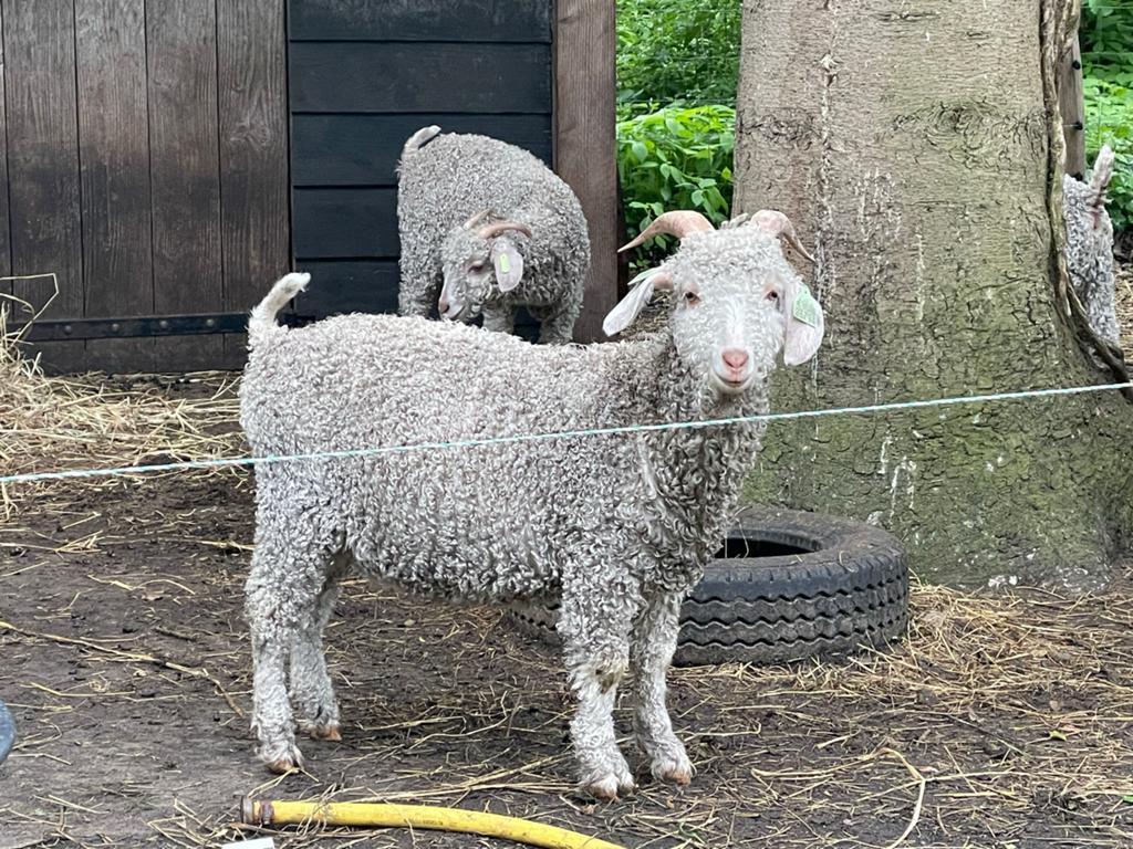 Angora bok geb. 31-03-2025, Dieren en Toebehoren, Schapen, Geiten en Varkens, Mannelijk, Geit