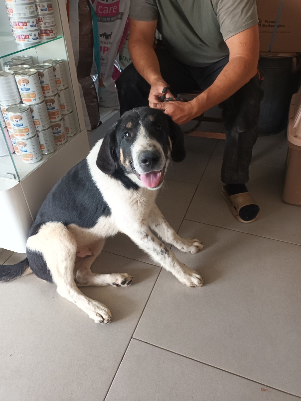 Leon een prachtige pup., Dieren en Toebehoren, Honden | Niet-rashonden, Particulier, 15 weken tot 1 jaar, Reu, Buitenland