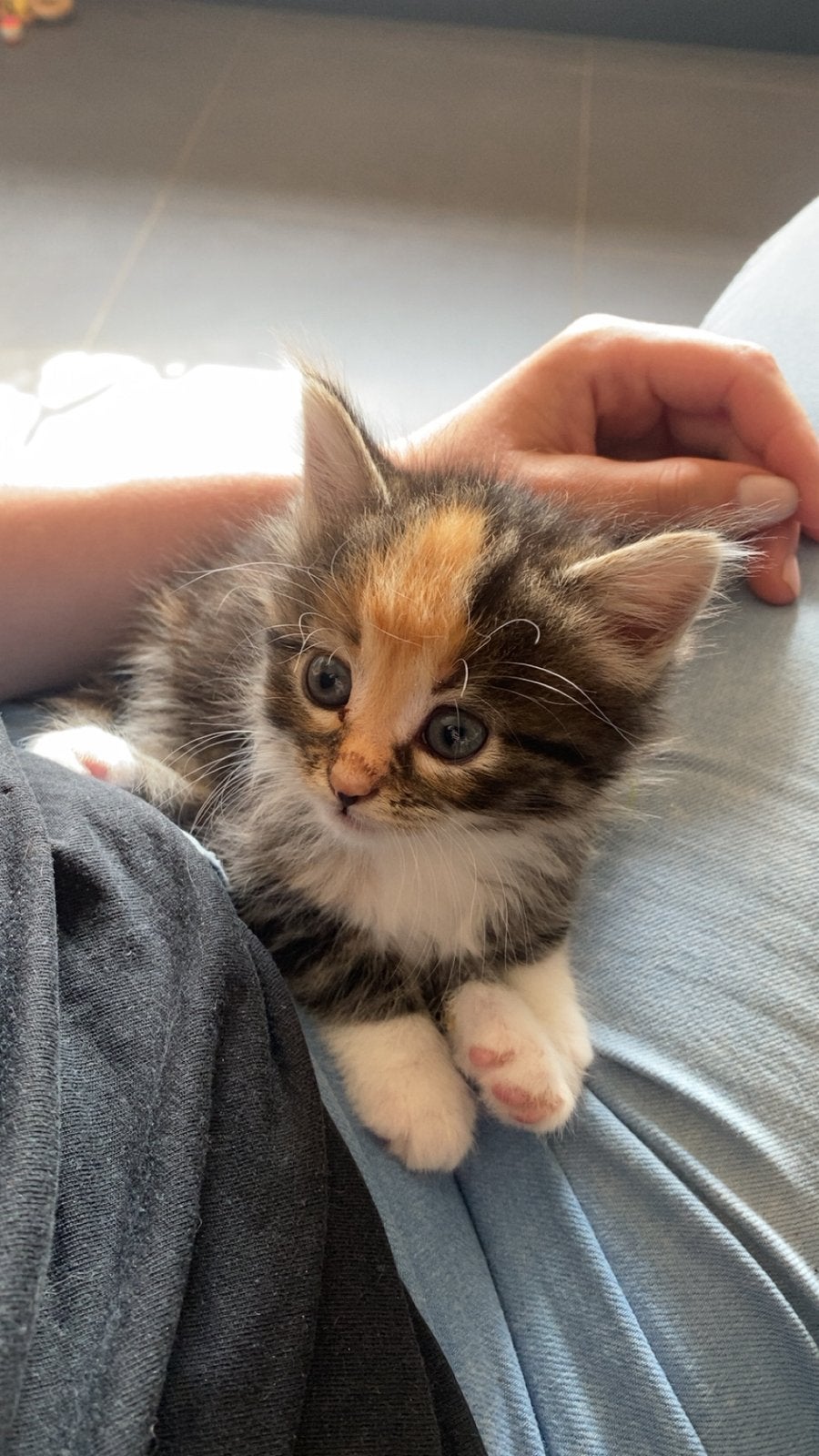 Kittens, Geslacht onbekend, 0 tot 2 jaar
