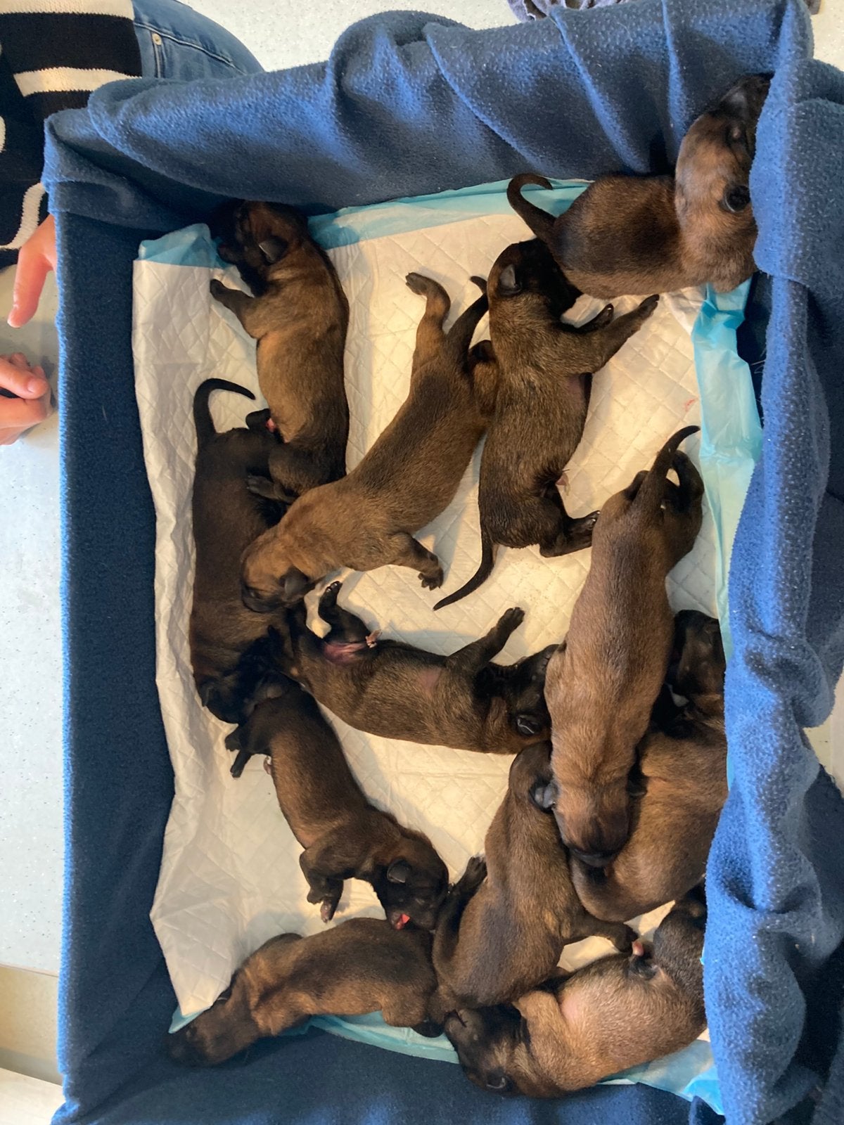 Mechelse herder pups Werklijn, Dieren en Toebehoren, Honden | Herdershonden en Veedrijvers, 8 tot 15 weken, Meerdere, Meerdere dieren