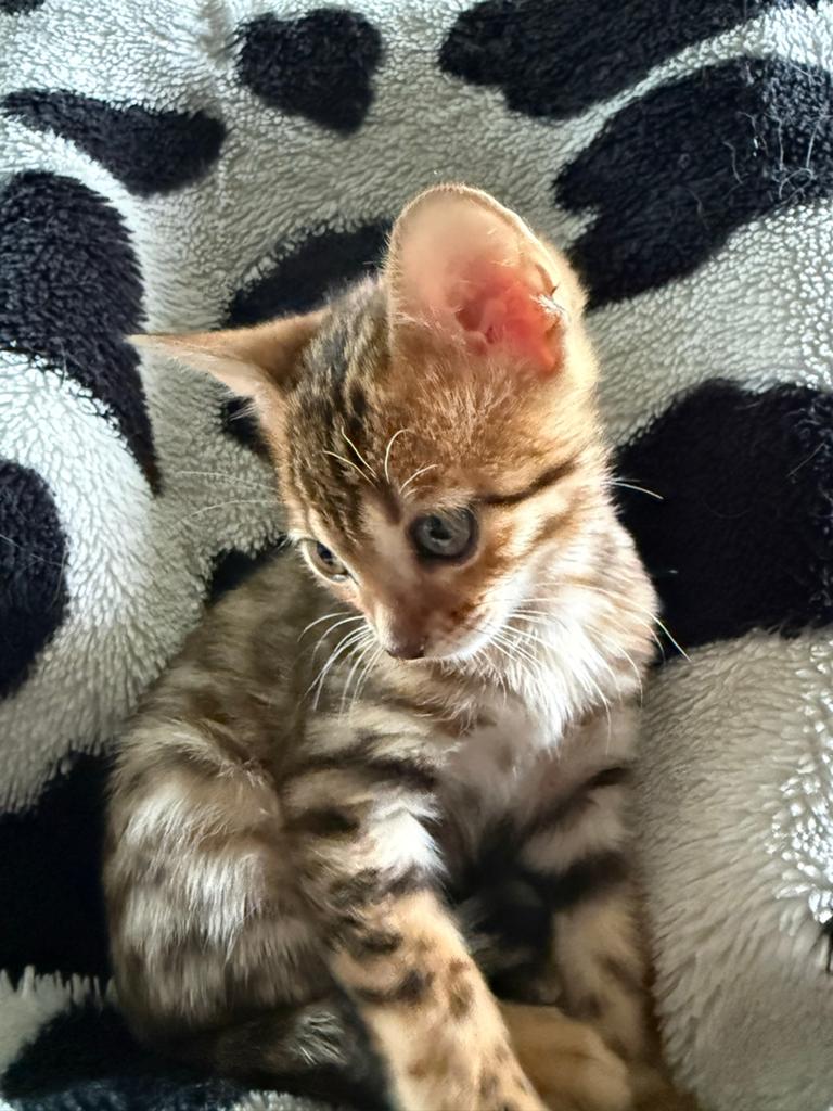 Prachtige Bengaal kittens., Kater