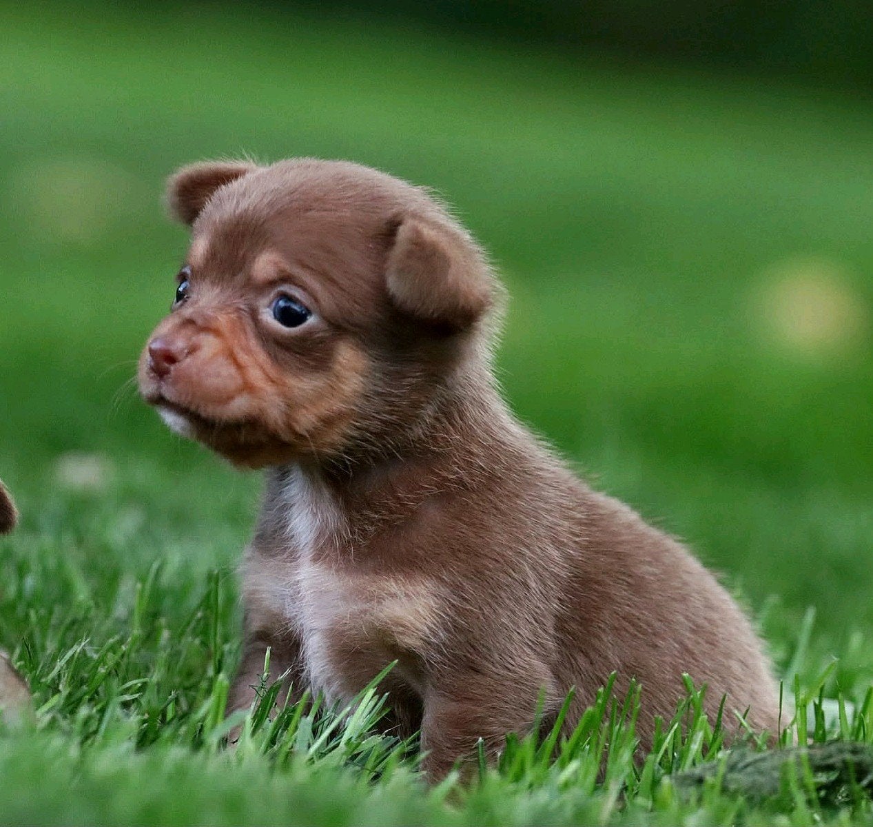 Chihuahua pup, teefje, kortharig, choco tan, Dieren en Toebehoren, CDV (hondenziekte), 8 tot 15 weken, Teef, Meerdere