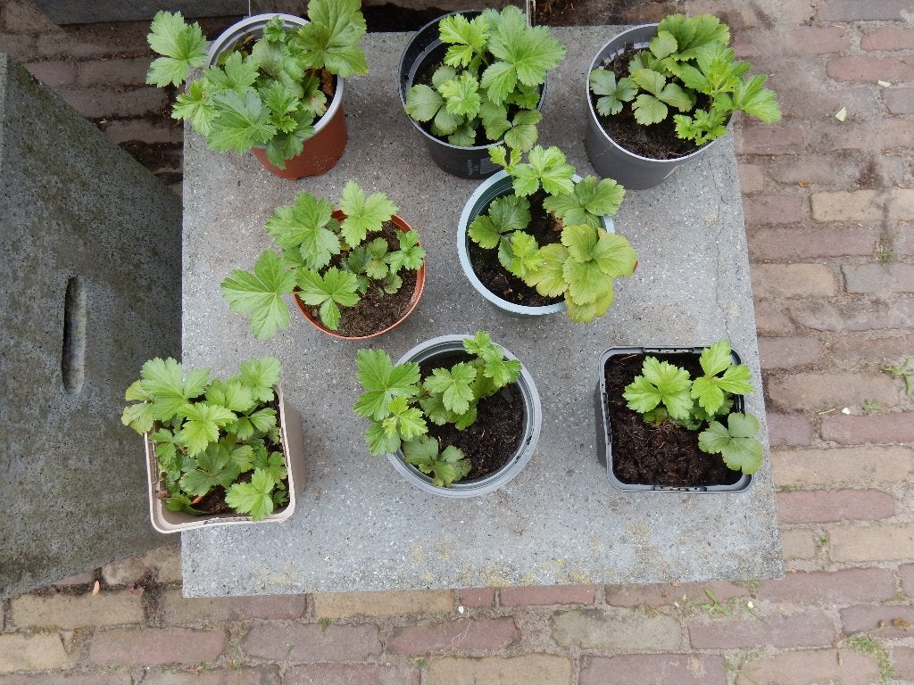 WALDSTEINIA, Tuin en Terras, Ophalen, Bodembedekkers, Volle zon, Vaste plant