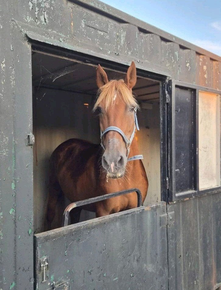 Container paardenstal te koop, Dieren en Toebehoren