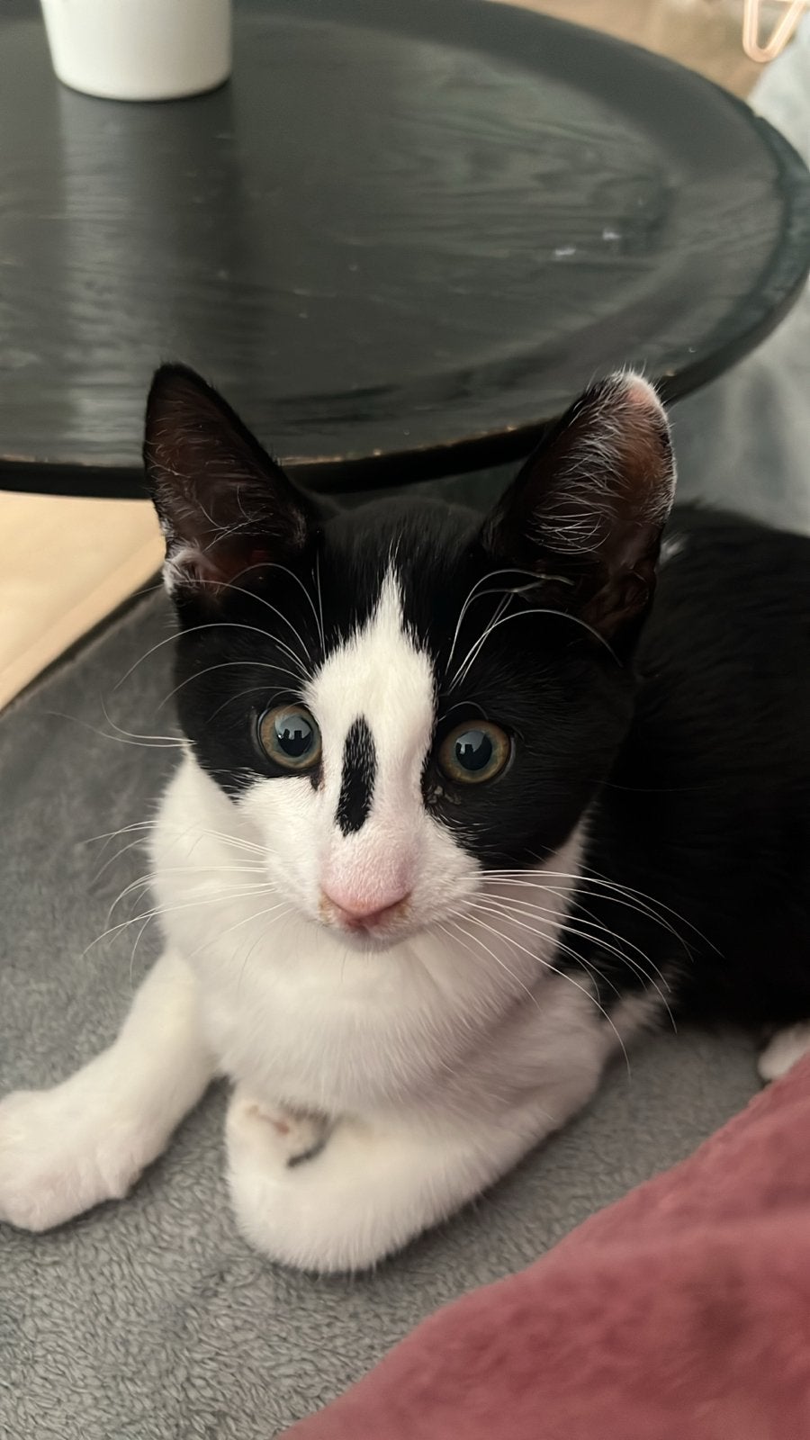Baasje gezocht voor knuffelkater, Kater, Kortharig, 0 tot 2 jaar